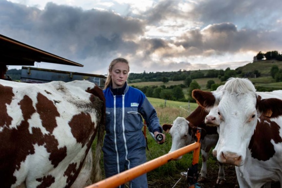 La collecte du lait